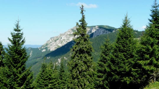 Poda del pino
