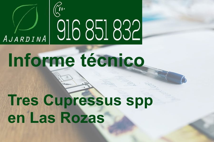 Informe técnico de tres Cupressus spp en Las Rozas. Ajardina