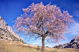 arboles-mas-frecuentes-en-espana-prunus