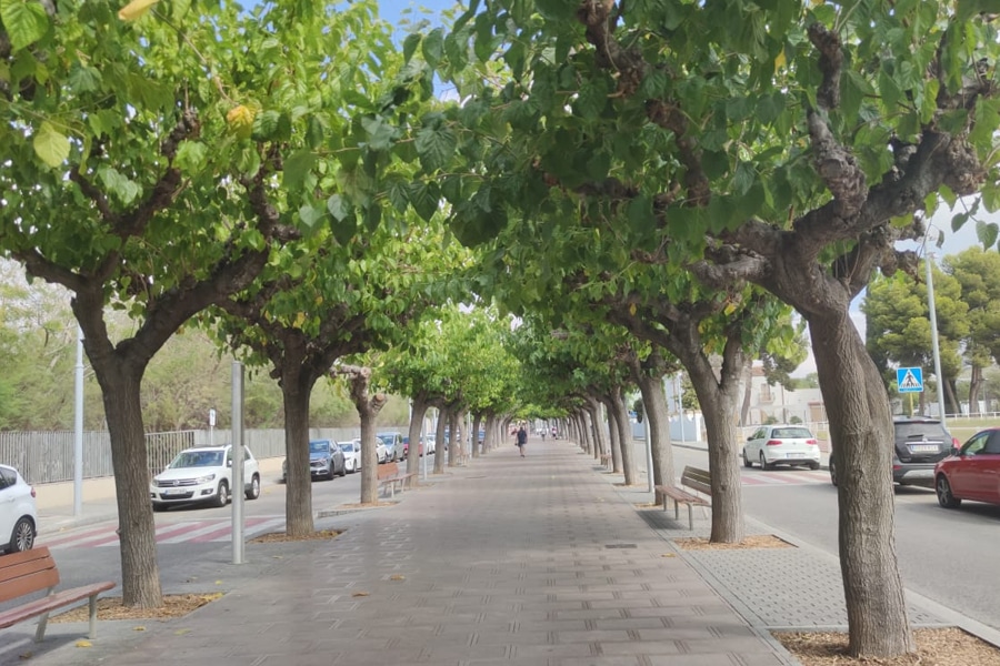 Conoces qué factores influyen sobre la salud de los árboles urbanos